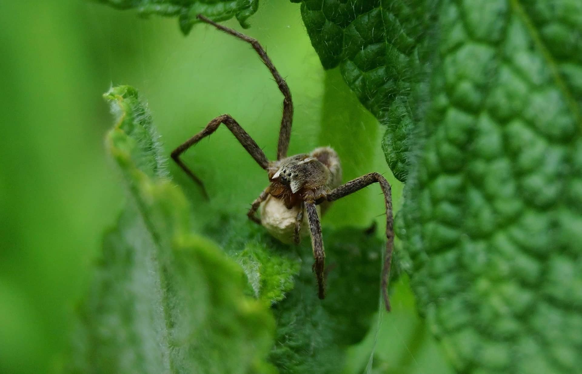 10 причини, поради които паяците се смятат за добър късмет!